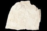 Jurassic Brittle Star (Sinosura) Fossil - Solnhofen #86389-1